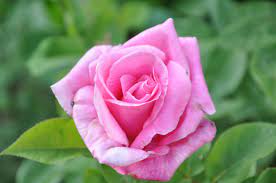 Simla Rose 